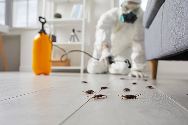 Post-Treatment Bed Bug Interceptor Monitoring in Clyde